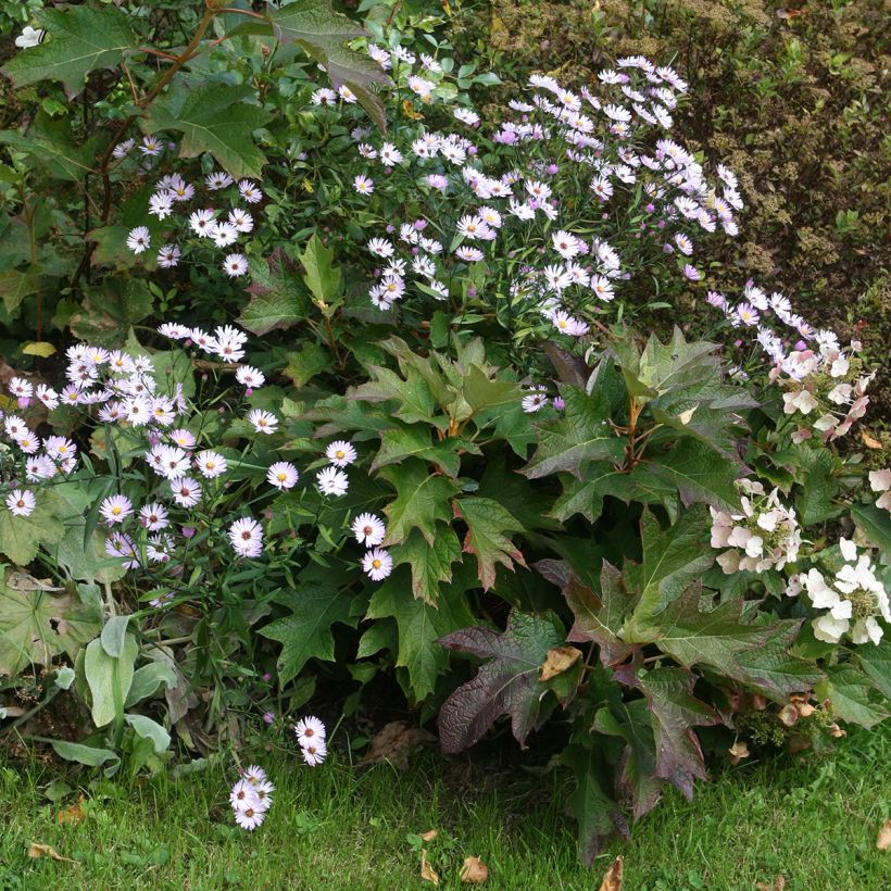 Hydrangea quercifolia Burgundy (Plant habit)