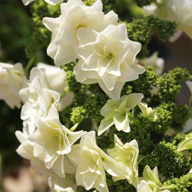 Hydrangea quercifolia Gatsby Star - Oak-leaved Hydrangea (Flowering)