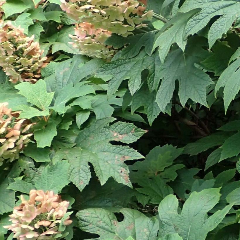 Hydrangea quercifolia Jetstream (Foliage)