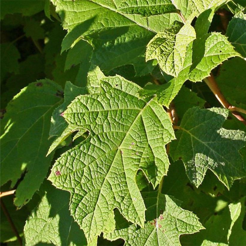 Hydrangea quercifolia Sikes Dwarf (Foliage)