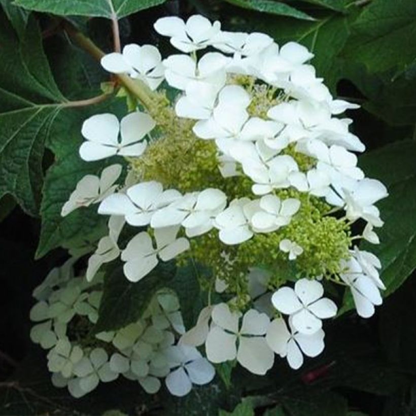 Hydrangea quercifolia Sikes Dwarf (Flowering)