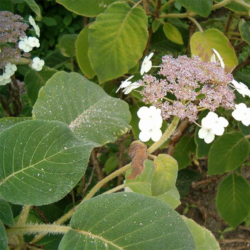 Hydrangea aspera subsp.sargentiana (Foliage)