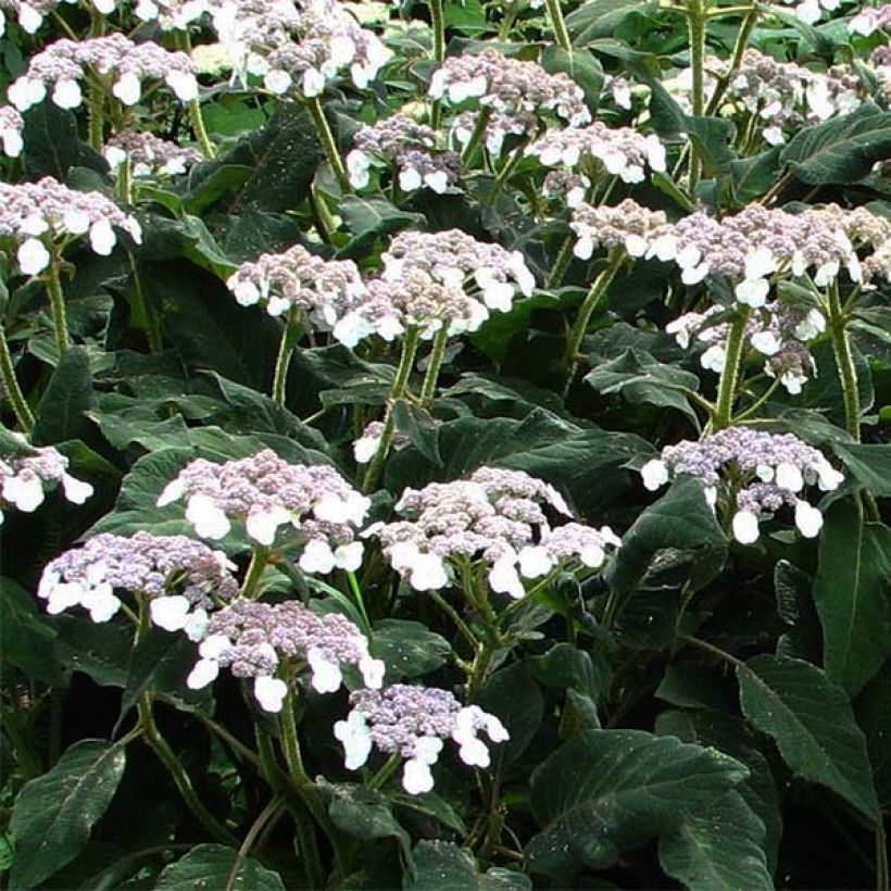 Hydrangea aspera subsp.sargentiana (Flowering)