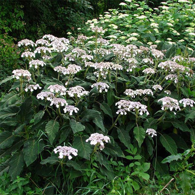 Hydrangea aspera subsp.sargentiana (Plant habit)