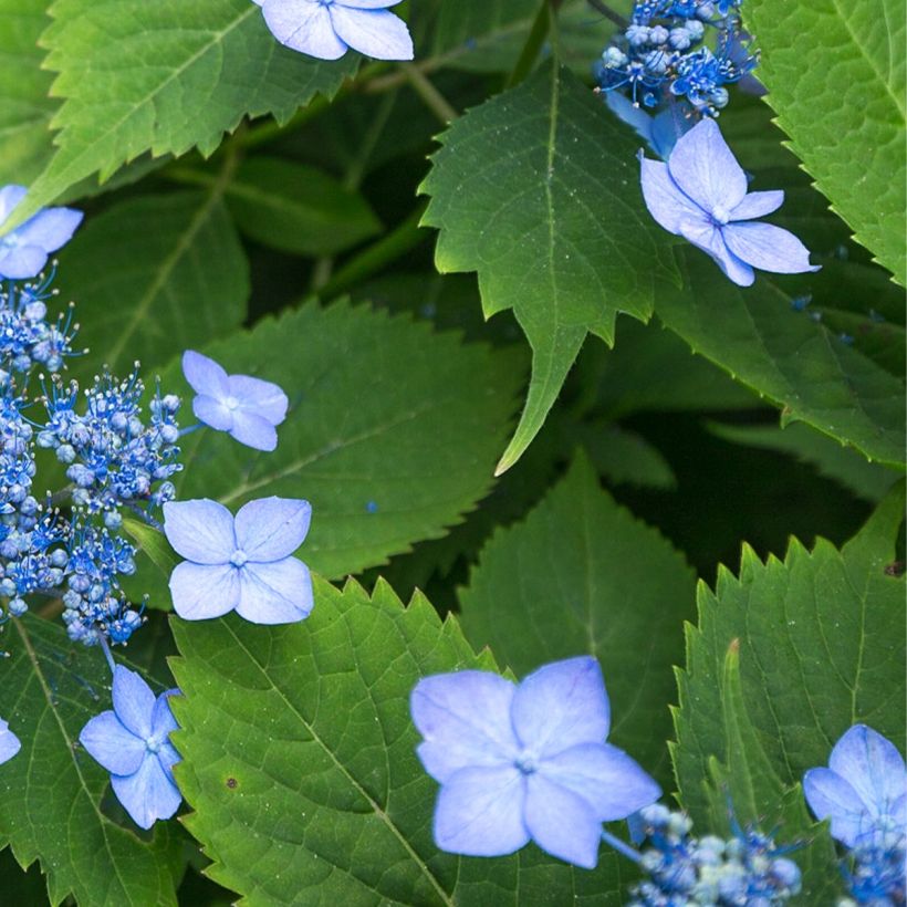 Hydrangea serrata Annies Blue - Mountain Hydrangea (Foliage)