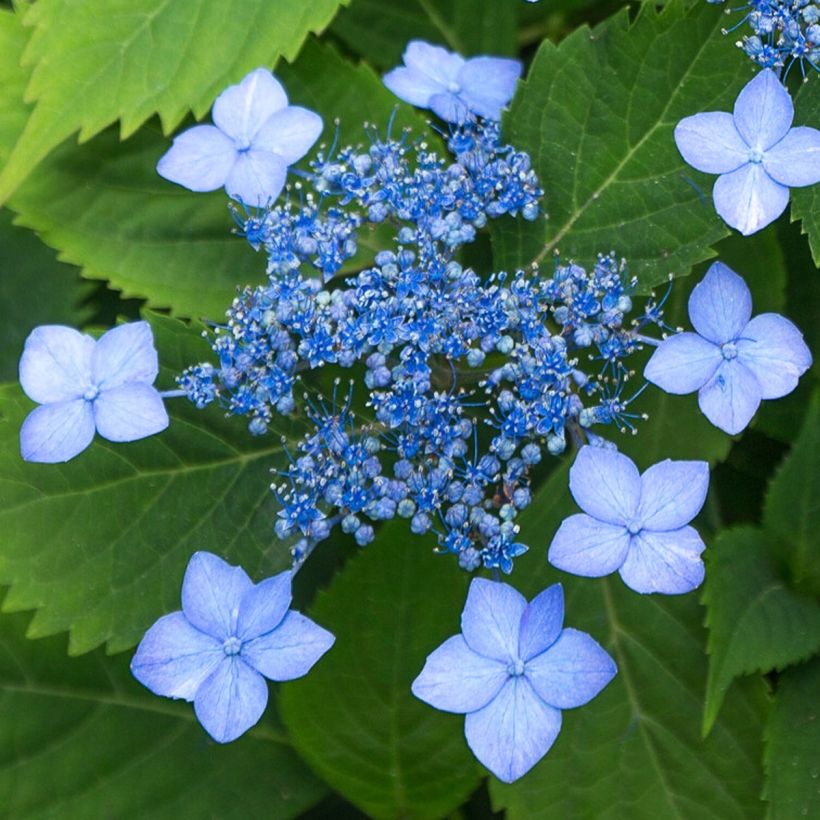 Hydrangea serrata Annies Blue - Mountain Hydrangea (Flowering)