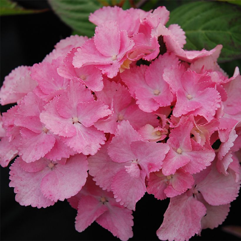 Hydrangea serrata Cap Sizun - Mountain Hydrangea (Flowering)