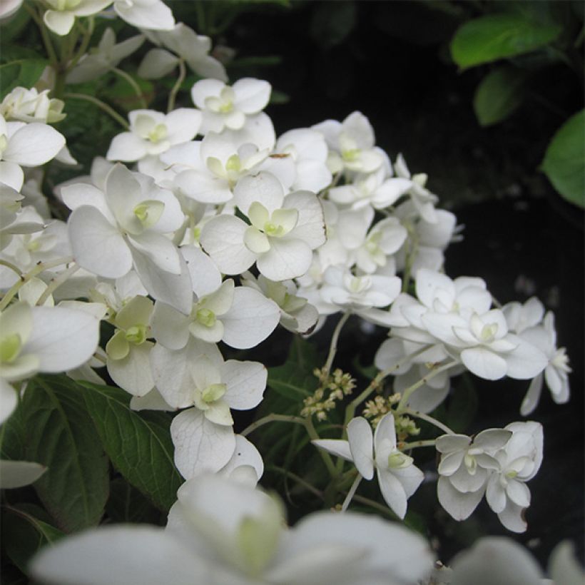 Hydrangea serrata Hakucho - Mountain Hydrangea (Flowering)