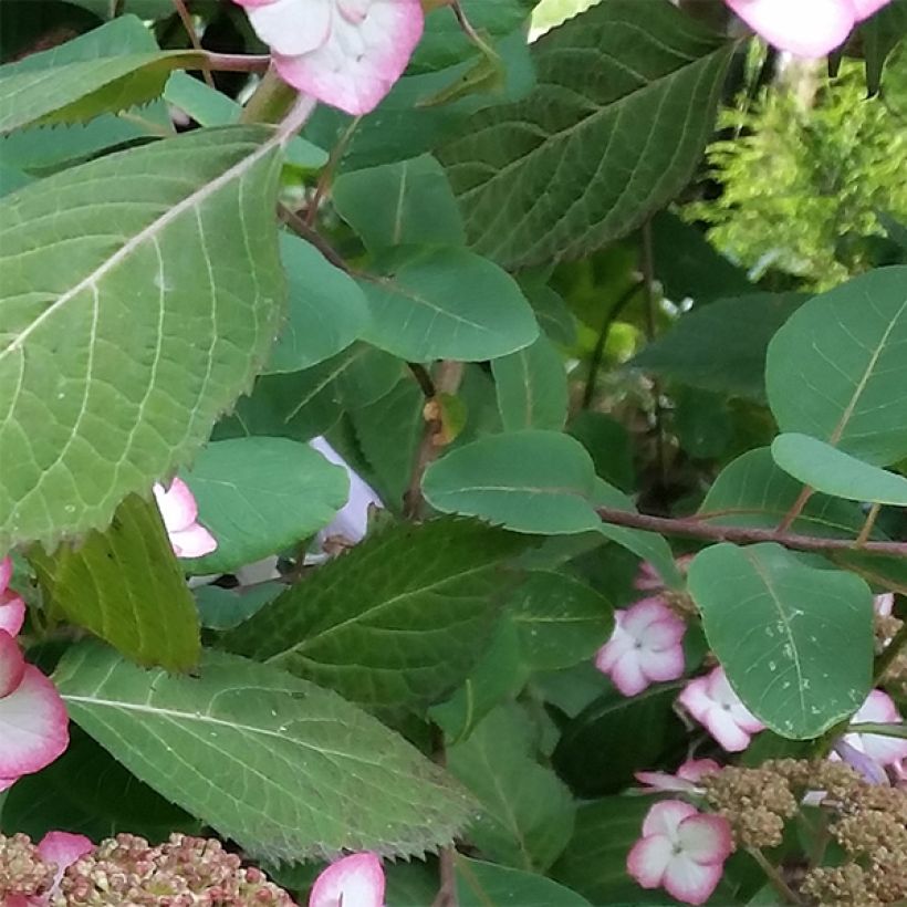 Hydrangea serrata Kiyosumi - Mountain Hydrangea (Foliage)