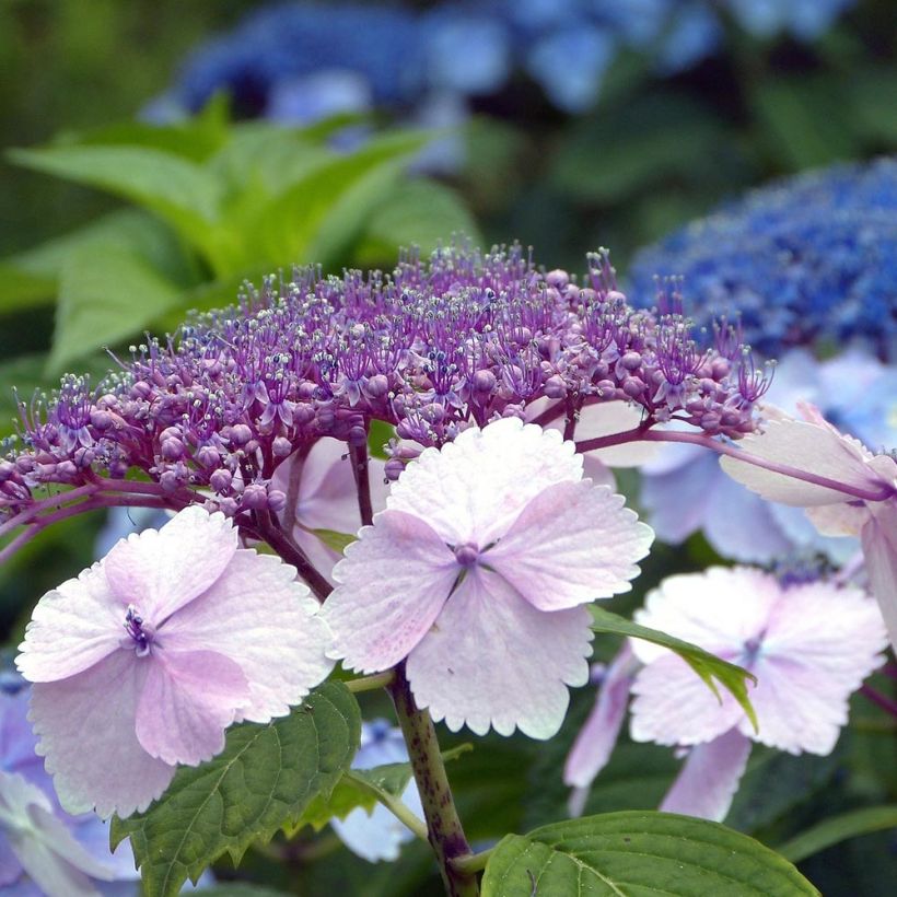 Hydrangea serrata Klaveren - Mountain Hydrangea (Flowering)