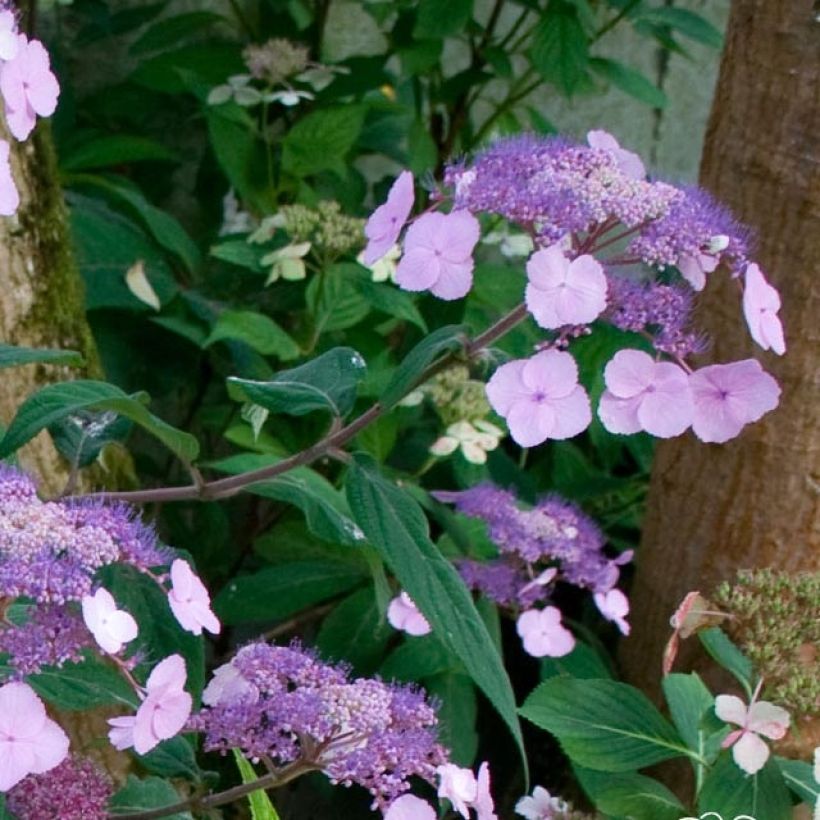 Hydrangea serrata Oamacha - Mountain Hydrangea (Flowering)