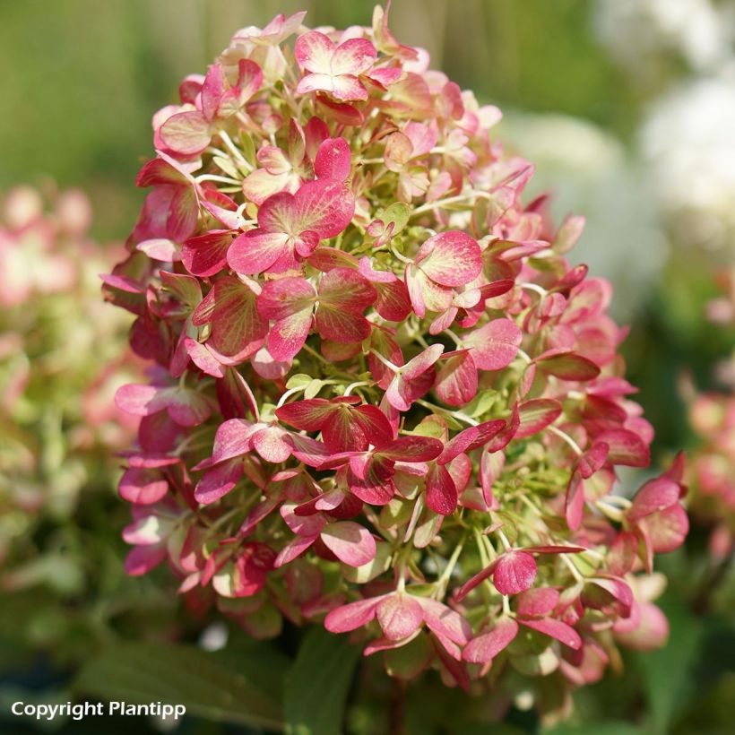 Hydrangea paniculata Graffiti (Flowering)