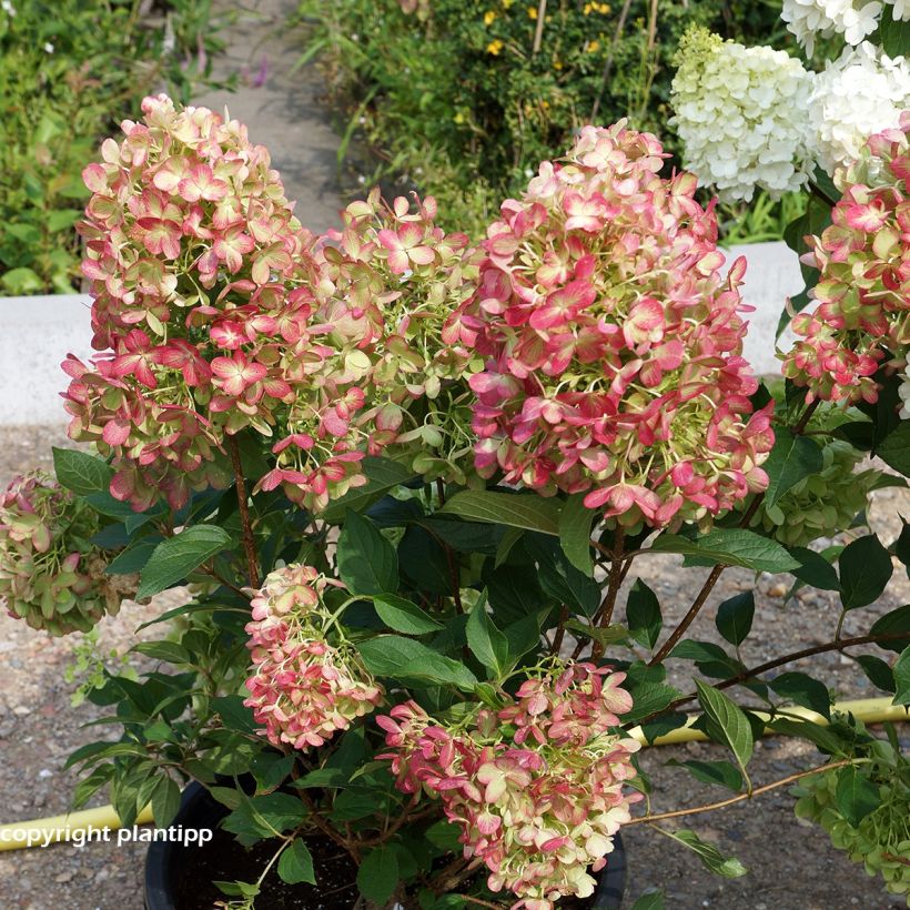 Hydrangea paniculata Graffiti (Plant habit)