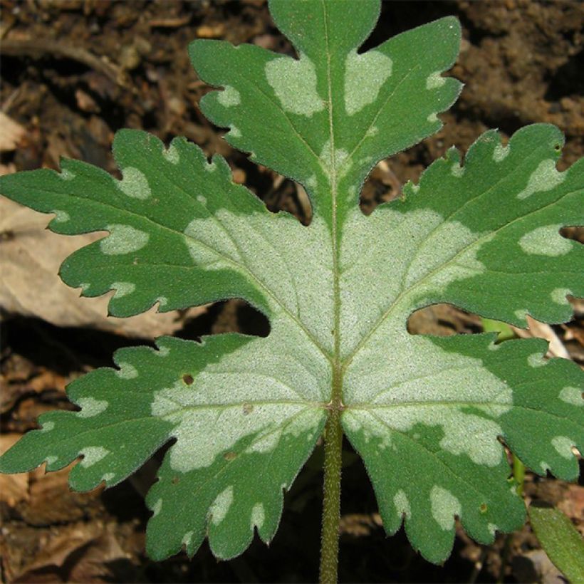 Hydrophyllum canadense  (Foliage)