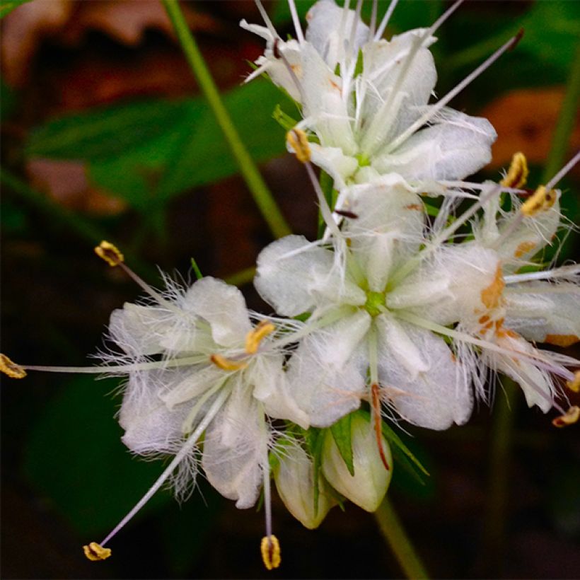 Hydrophyllum canadense  (Flowering)