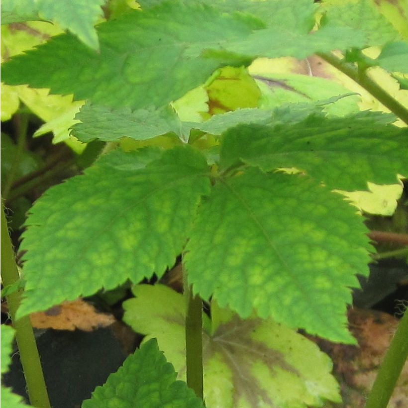 Hylomecon japonica (Foliage)