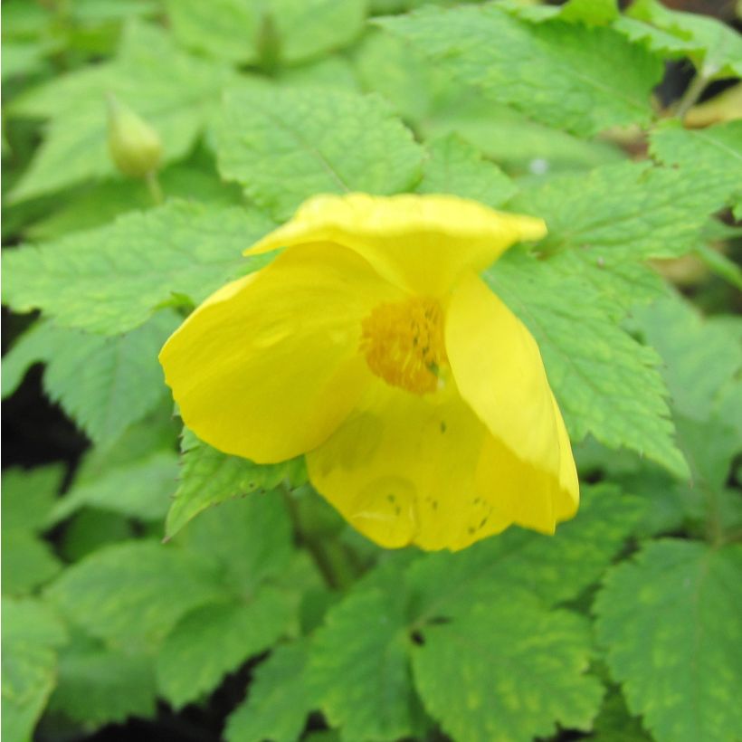 Hylomecon japonica (Flowering)