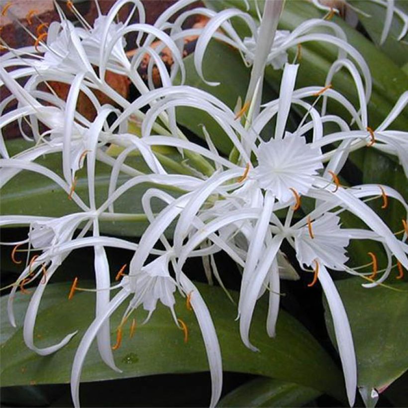 Hymenocallis longipetala - Spider Lily (Flowering)