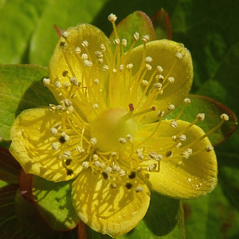 Hypericum inodorum Golden Beacon - St. John's wort (Flowering)