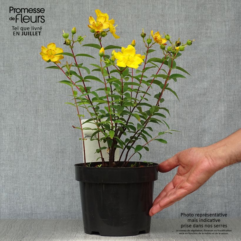 Hypericum Hidcote 2L/3L pot sample as delivered in summer