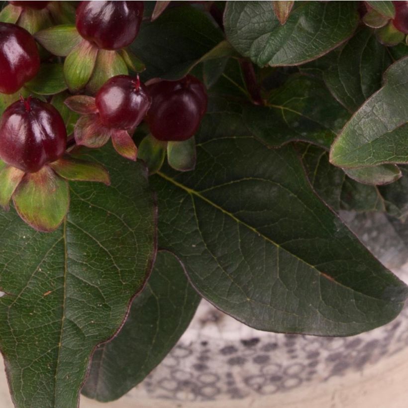 Hypericum Miracle Night - St. John's wort (Foliage)