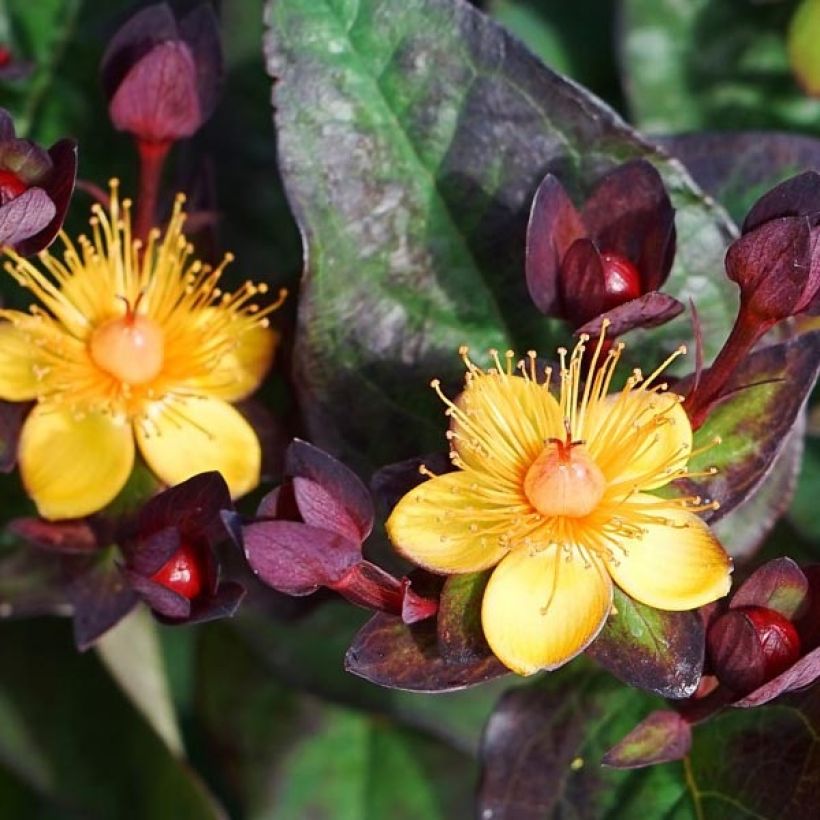 Hypericum Miracle Night - St. John's wort (Flowering)