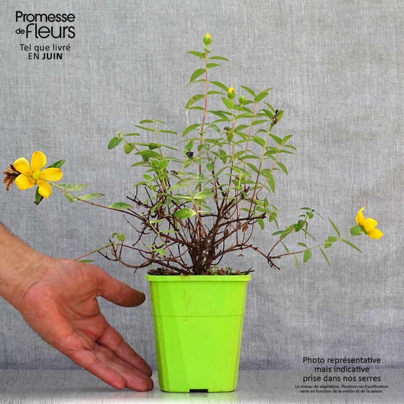Hypericum inodorum Radiance - St. John's wort 1L/1.5L pot sample as delivered in summer