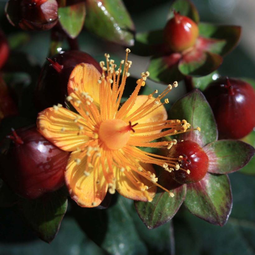 Hypericum x inodorum Magical Universe Kolmuni - St. John's wort (Flowering)