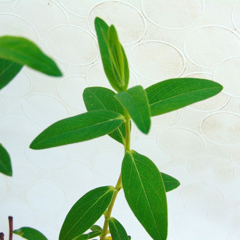 Hypericum x dummeri Peter Dummer - St. John's wort (Foliage)