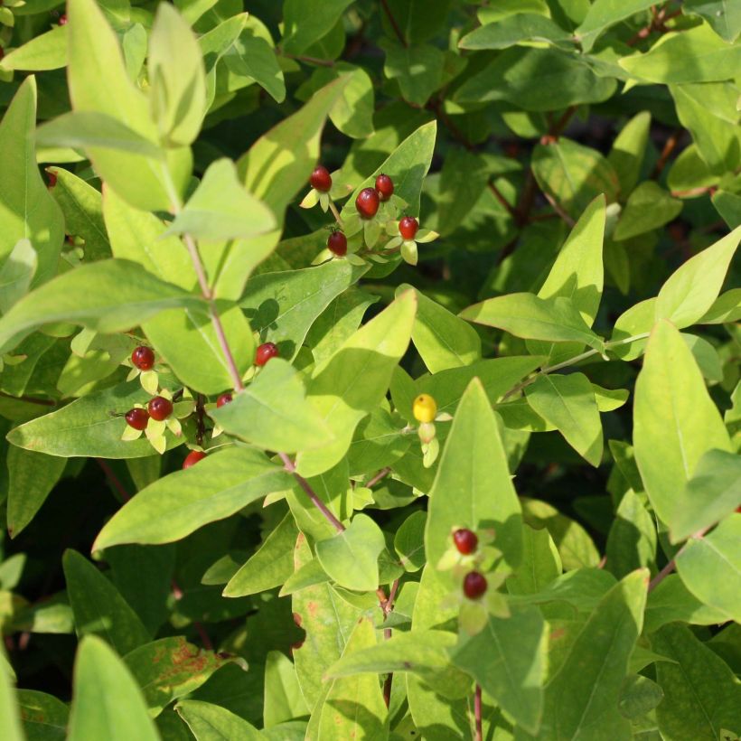 Hypericum inodorum Elstead - St. John's wort (Foliage)