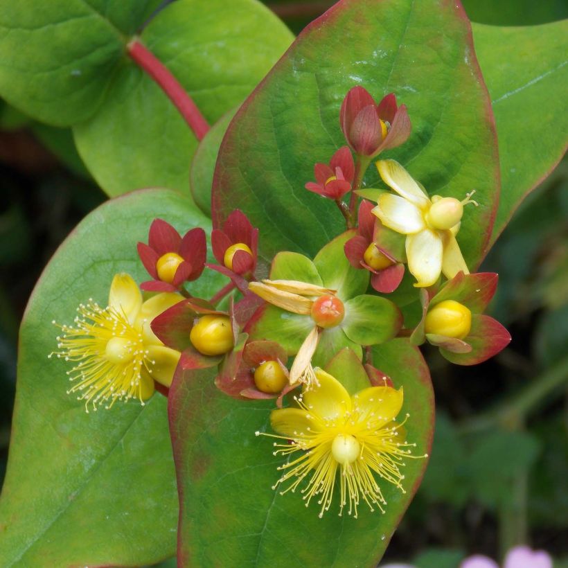 Hypericum inodorum Elstead - St. John's wort (Flowering)