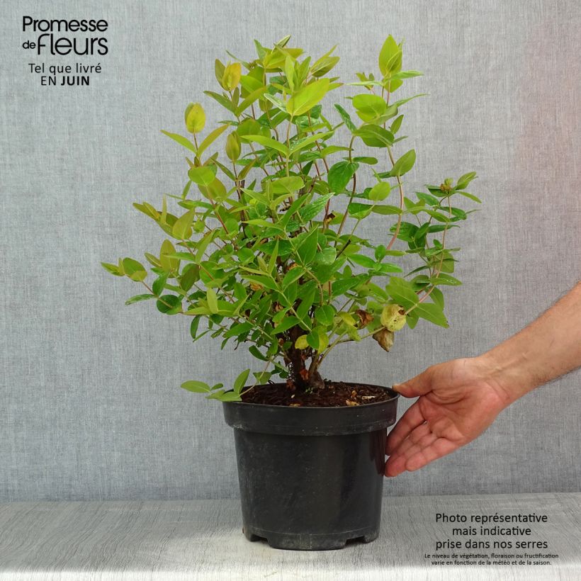 Hypericum inodorum Magical Beauty Kolmbeau 3L/4L pot sample as delivered in spring