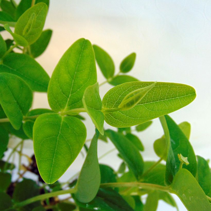 Hypericum inodorum Magical Sunshine Kolmasun - St. John's wort (Foliage)