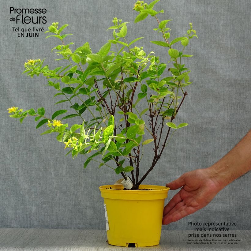 Hypericum inodorum Magical Sunshine Kolmasun - St. John's wort 2L/3L pot sample as delivered in summer