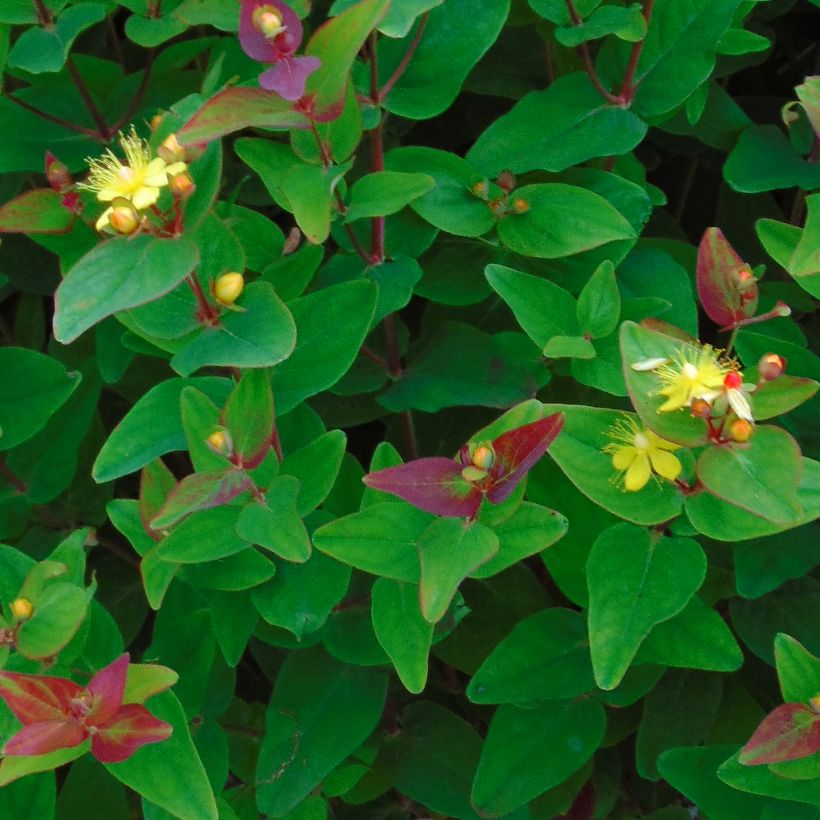 Hypericum inodorum Rheingold - St. John's wort (Foliage)