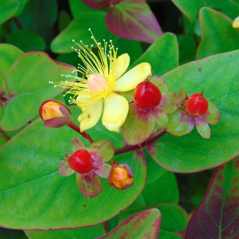 Hypericum inodorum Rheingold - St. John's wort (Flowering)