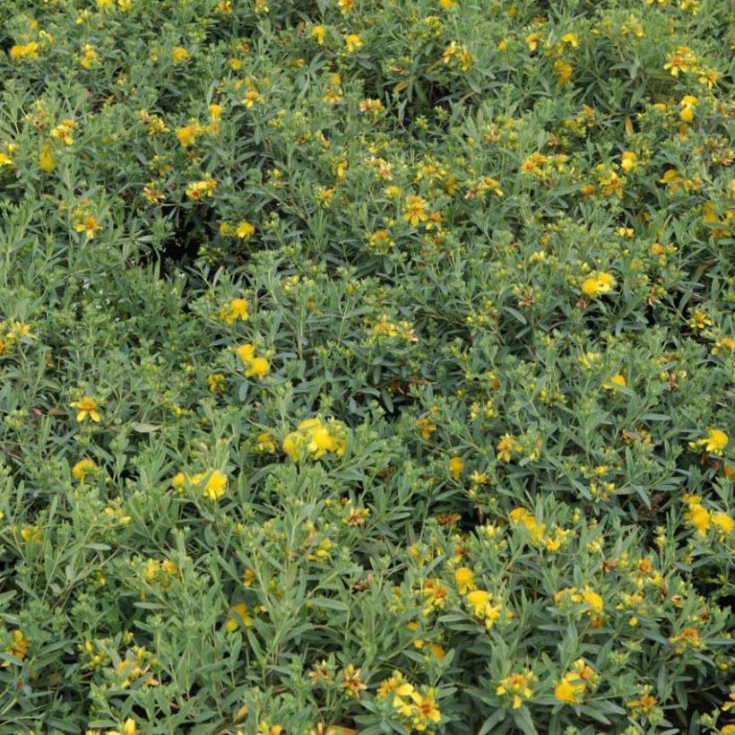 Hypericum kalmianum Blue Velvet - St. John's wort (Foliage)