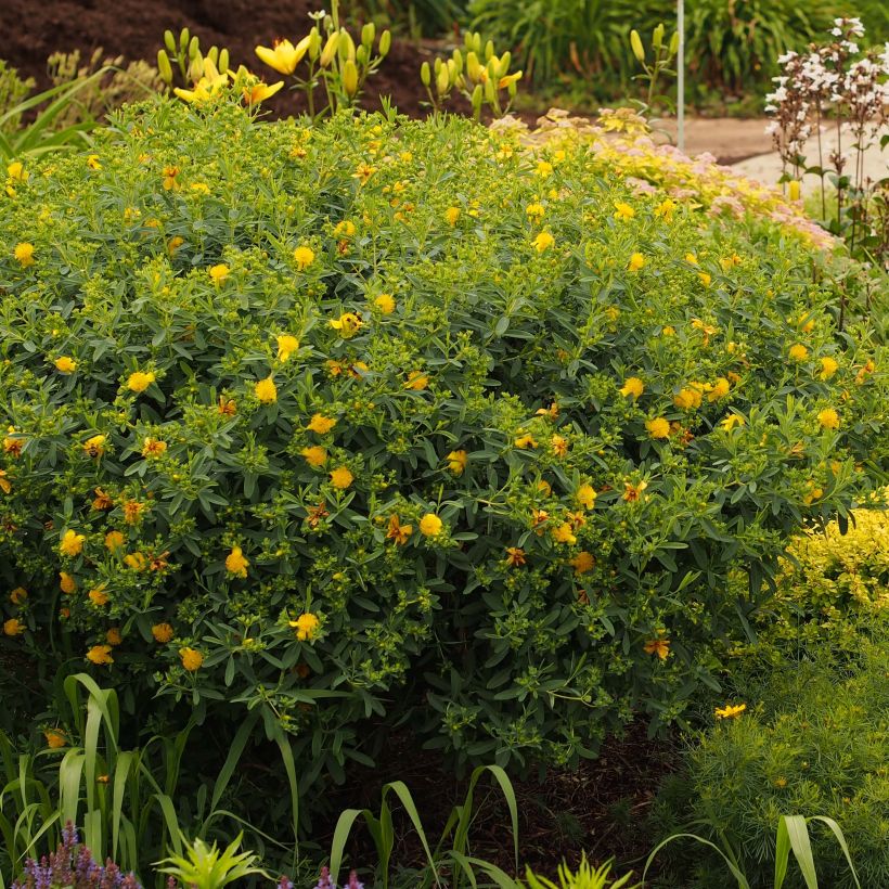 Hypericum kalmianum Blue Velvet - St. John's wort (Plant habit)