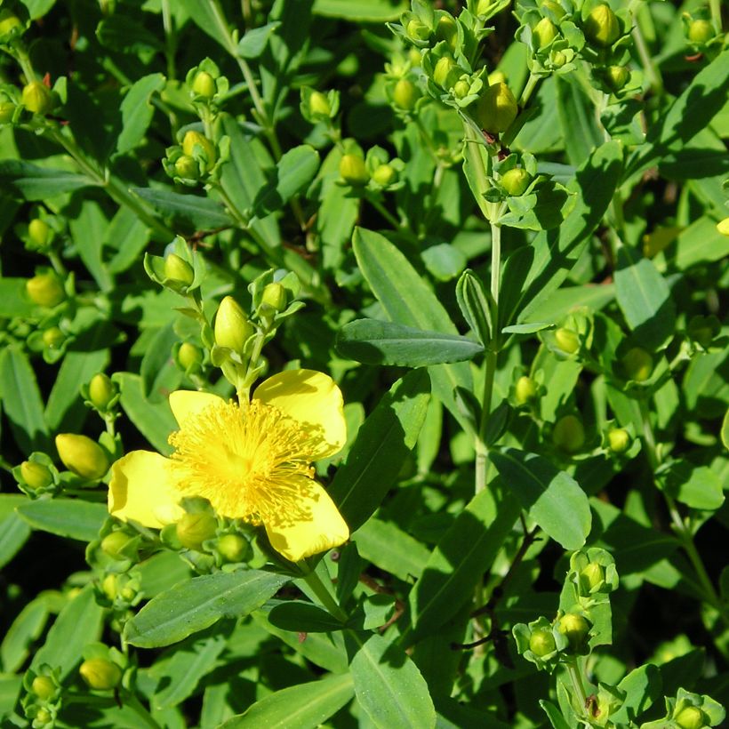 Hypericum kalmianum Gemo - St. John's wort (Foliage)