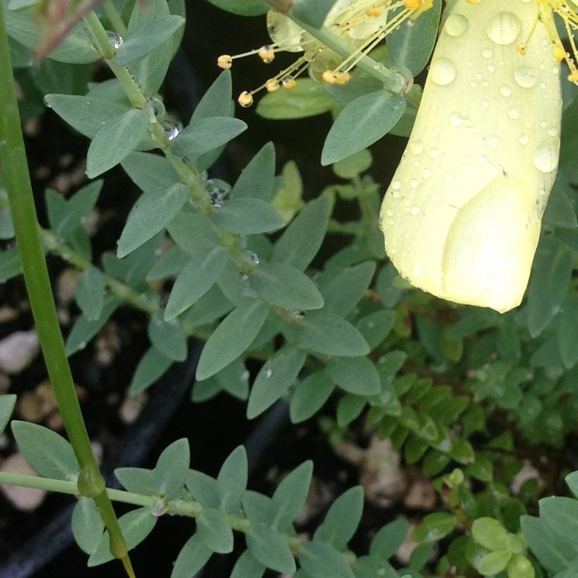 Hypericum olympicum Citrinum - St. John's wort (Foliage)