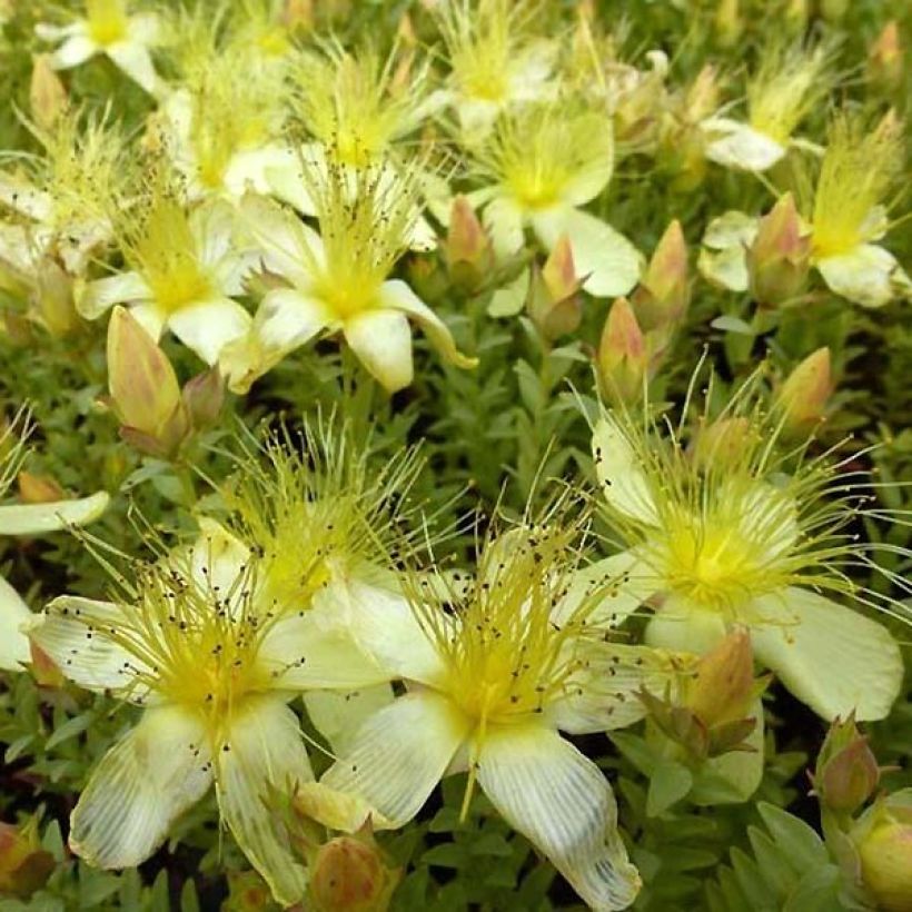 Hypericum olympicum Citrinum - St. John's wort (Flowering)