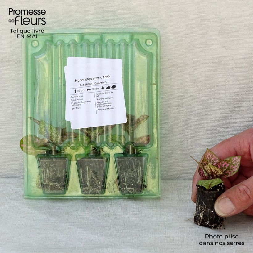 Hypoestes phyllostachya Hippo Pink - Polka Dot Plant Plug plant 3/4cm sample as delivered in spring