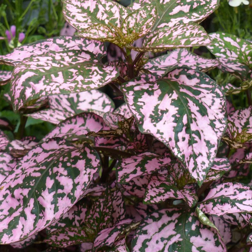 Hypoestes phyllostachya Hippo Pink - Polka Dot Plant (Foliage)