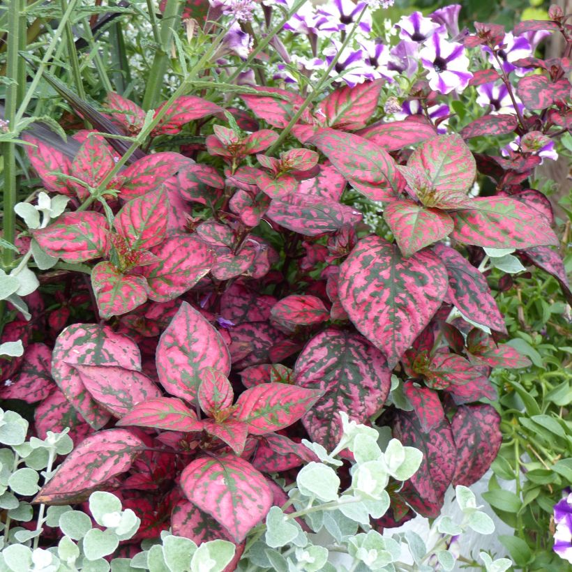 Hypoestes phyllostachya Hippo Red - Polka Dot Plant (Plant habit)