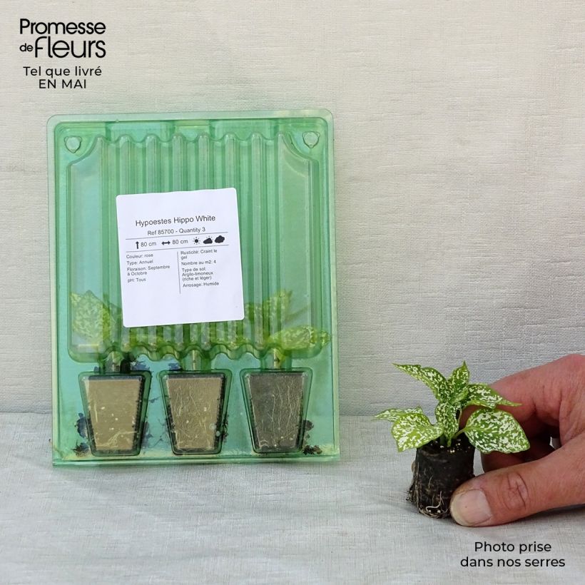 Hypoestes phyllostachya Hippo White - Polka Dot Plant Plug plant 3/4cm sample as delivered in spring