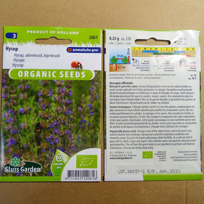 Example of Hysope officinale Bio per pack of 220 seeds (0.25g) specimen as delivered