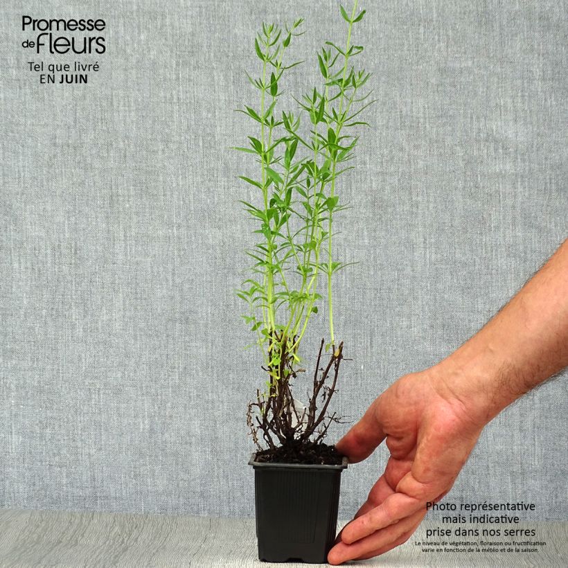 Hyssopus officinalis 8/9 cm pot sample as delivered in summer