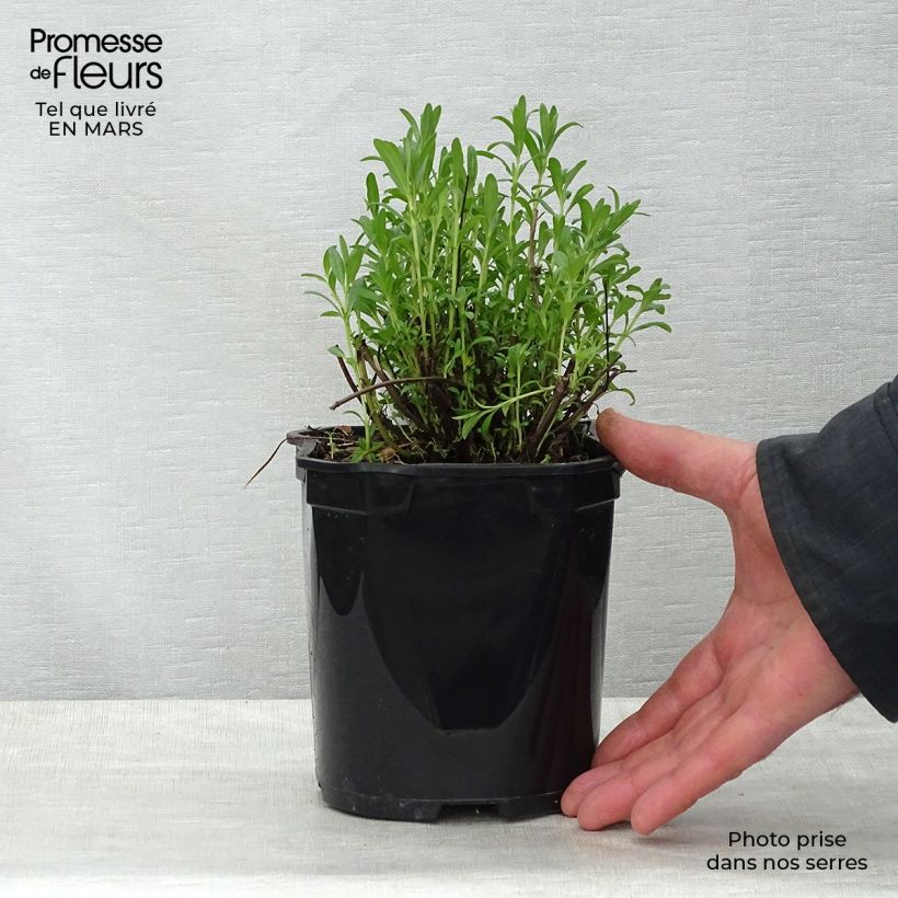 Hyssopus officinalis 2L/3L pot sample as delivered in spring