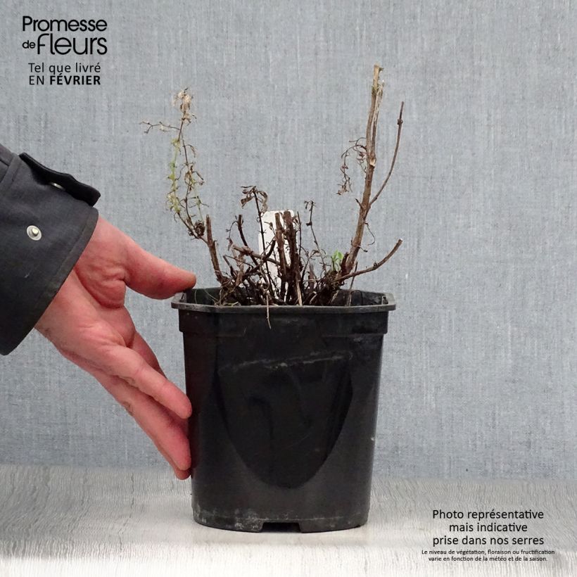Hyssopus officinalis 2L/3L pot sample as delivered in winter