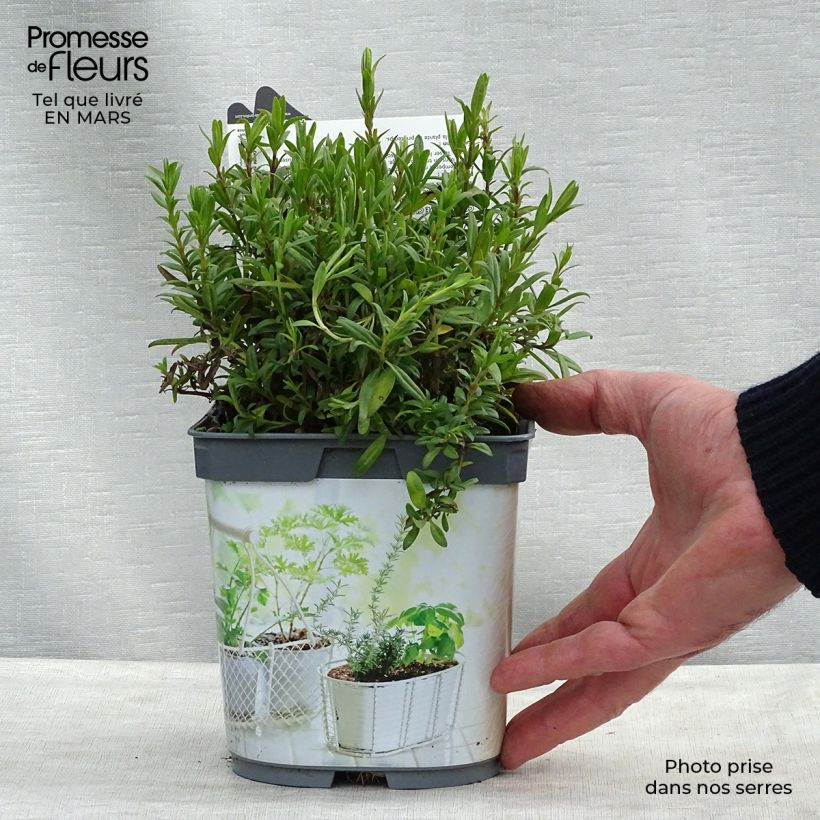 Organic Hyssop plants - Hyssopus officinalis 1L/1.5L pot sample as delivered in spring